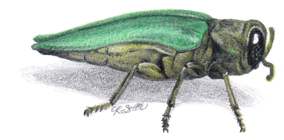 Emerald Ash Borer side view color pencil illustration.