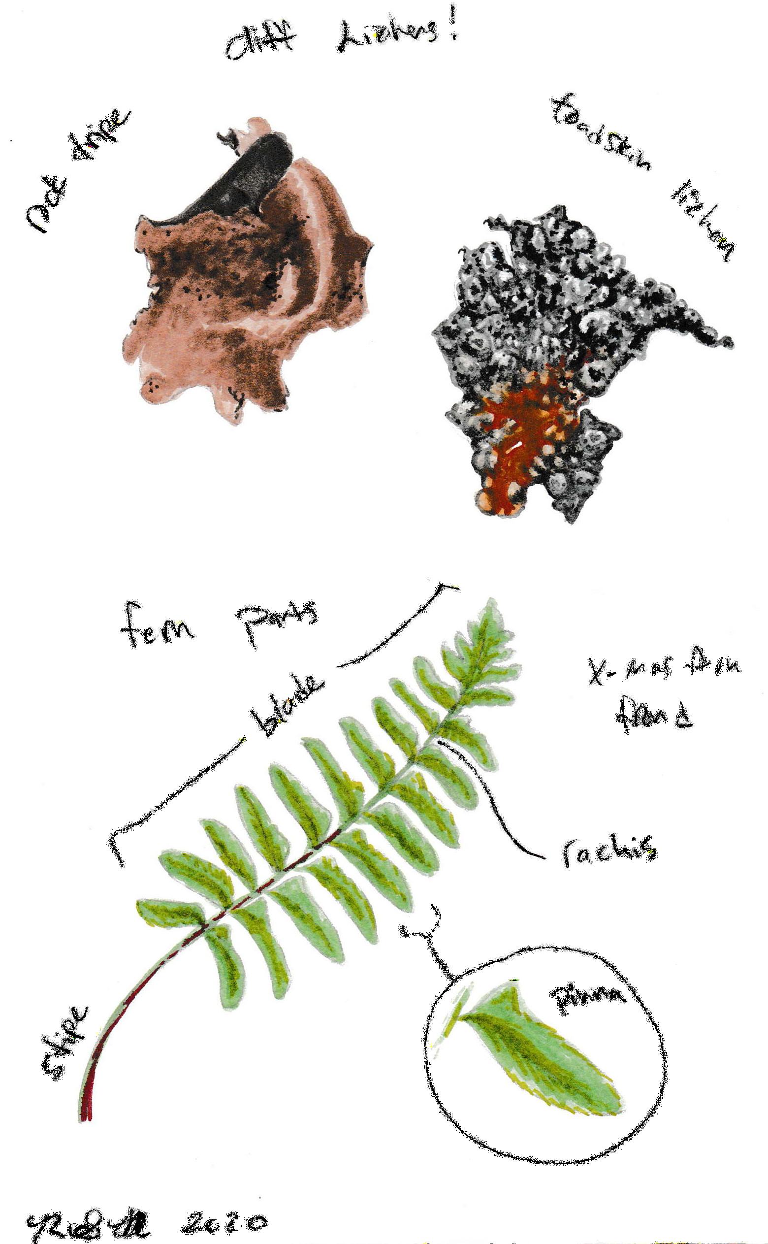 Example nature journal page showing smooth rock tripe lichen, toadskin lichen, and fern anatomy