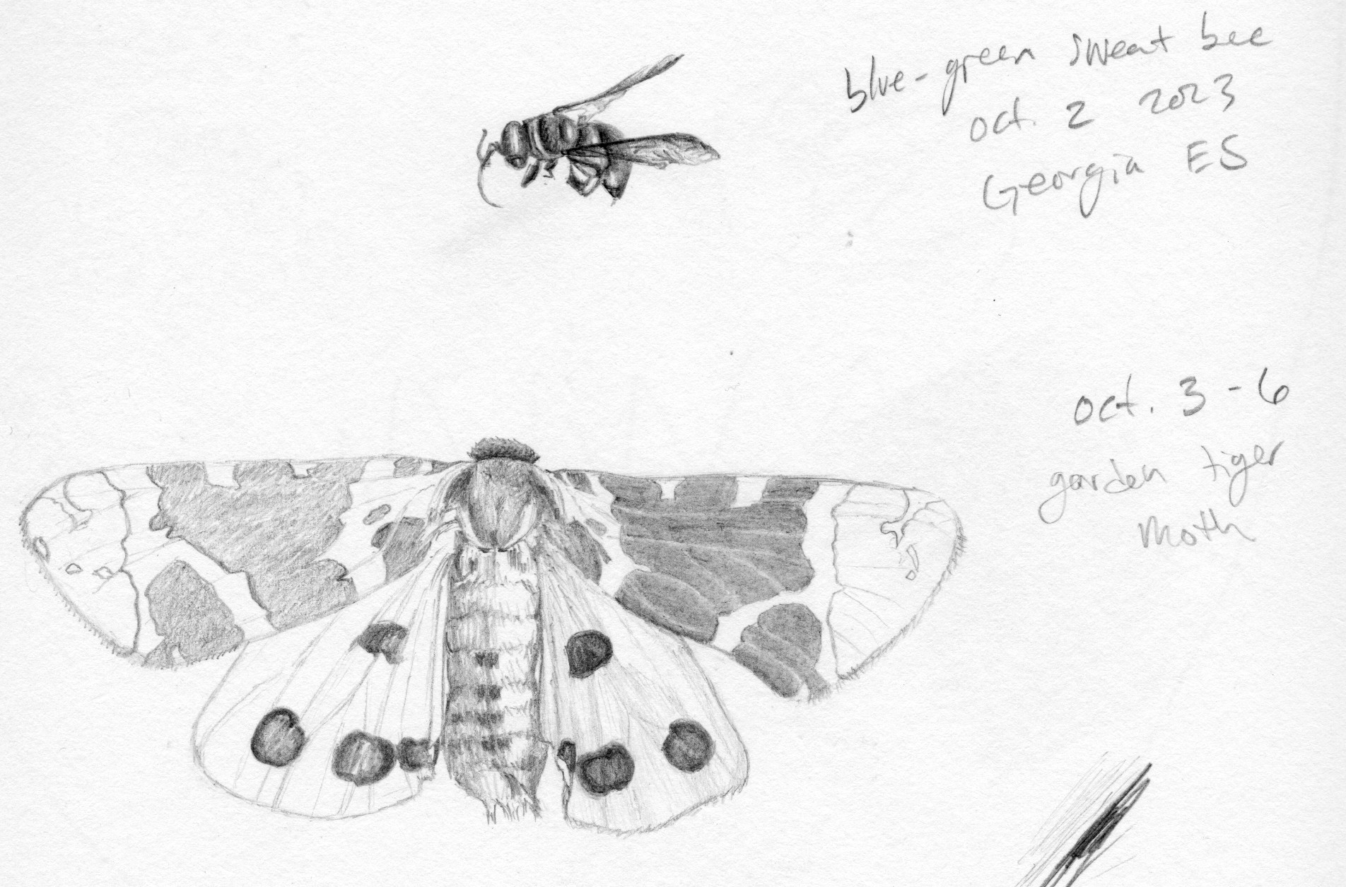 Example pencil drawings from my sketch book of insects from my collection. Drawn while teaching elementary students.