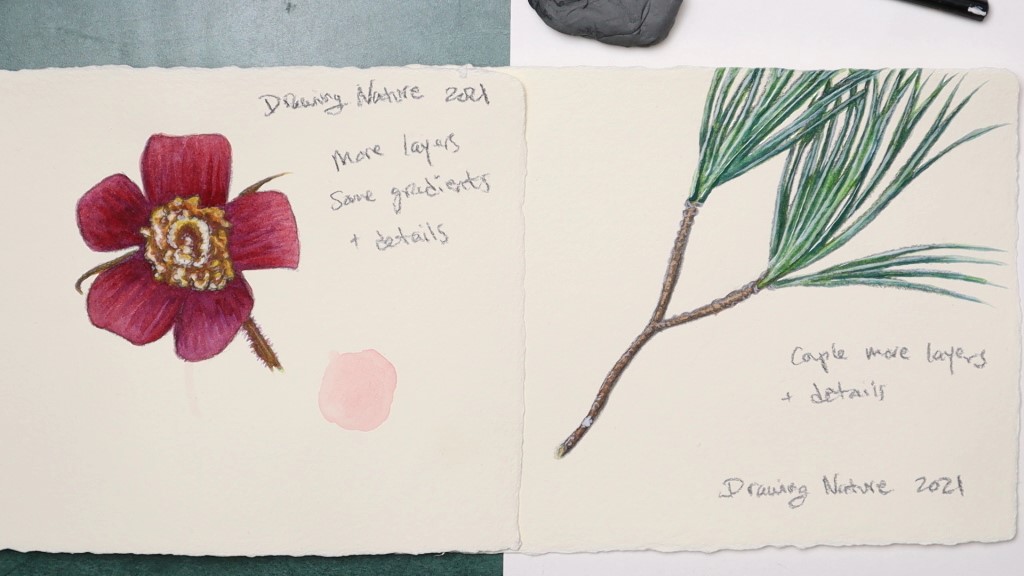 Example class art of a thimbleberry flower and a white pine twig, in watercolor