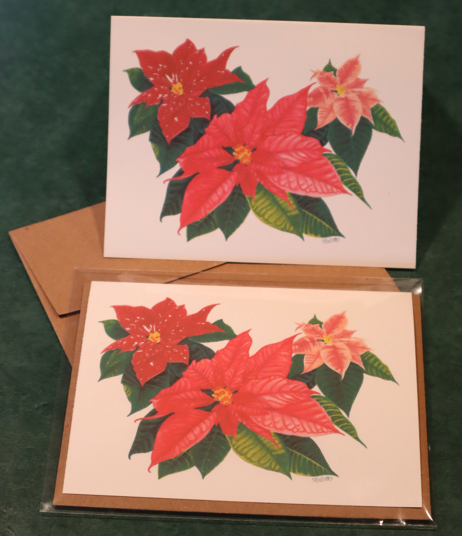 Three red, pink, and cream poinsettias with dark green leaves