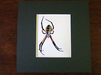Print of Garden Spider