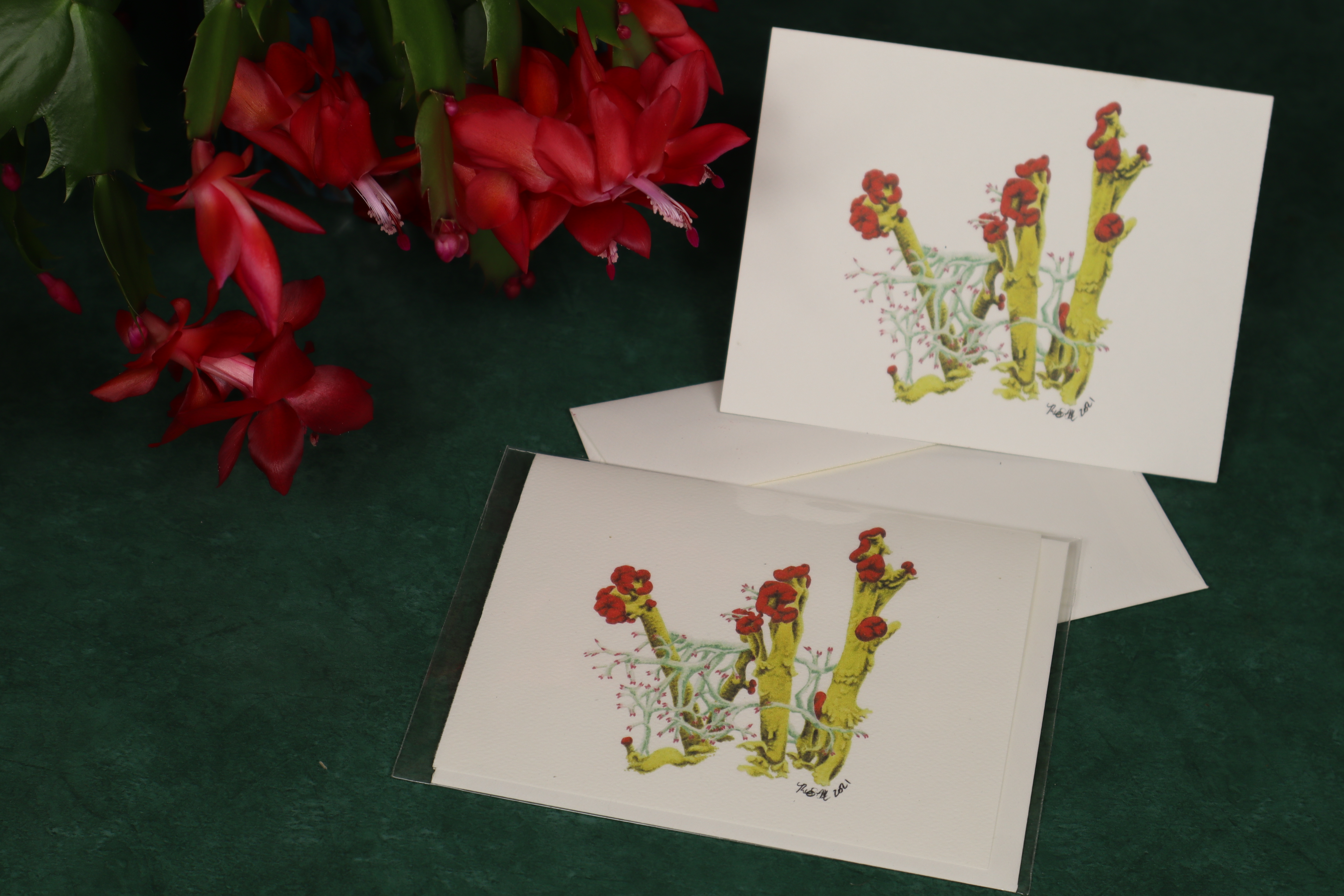 Photo of note cards with a drawing of british soldiers and reindeer lichens in red and green. A red flowering Christmas cactus can be seen in the left upper corner.